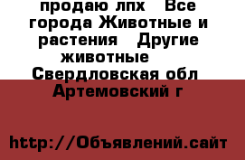 продаю лпх - Все города Животные и растения » Другие животные   . Свердловская обл.,Артемовский г.